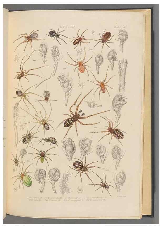 Reproducción/Reproduction 49643416236: A history of the spiders of Great Britain and Ireland /. London :Published for the Ray Society by Robert Hardwicke,1861-1864.. 