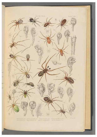 Reproducción/Reproduction 49643416236: A history of the spiders of Great Britain and Ireland /. London :Published for the Ray Society by Robert Hardwicke,1861-1864.. 