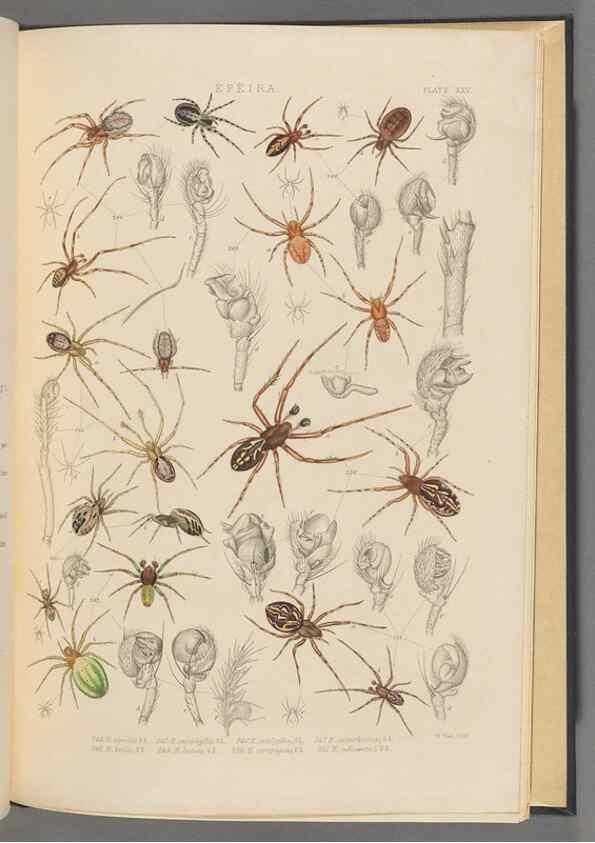 Reproducción/Reproduction 49643416236: A history of the spiders of Great Britain and Ireland /. London :Published for the Ray Society by Robert Hardwicke,1861-1864.. 
