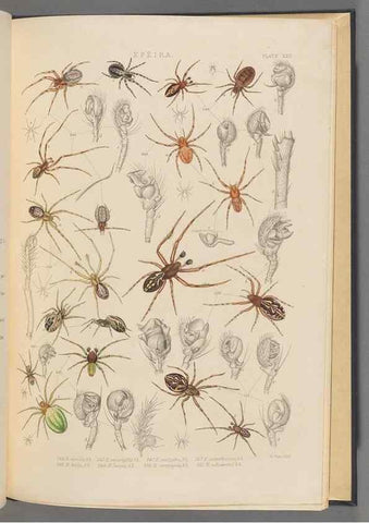 Reproducción/Reproduction 49643416236: A history of the spiders of Great Britain and Ireland /. London :Published for the Ray Society by Robert Hardwicke,1861-1864.. 