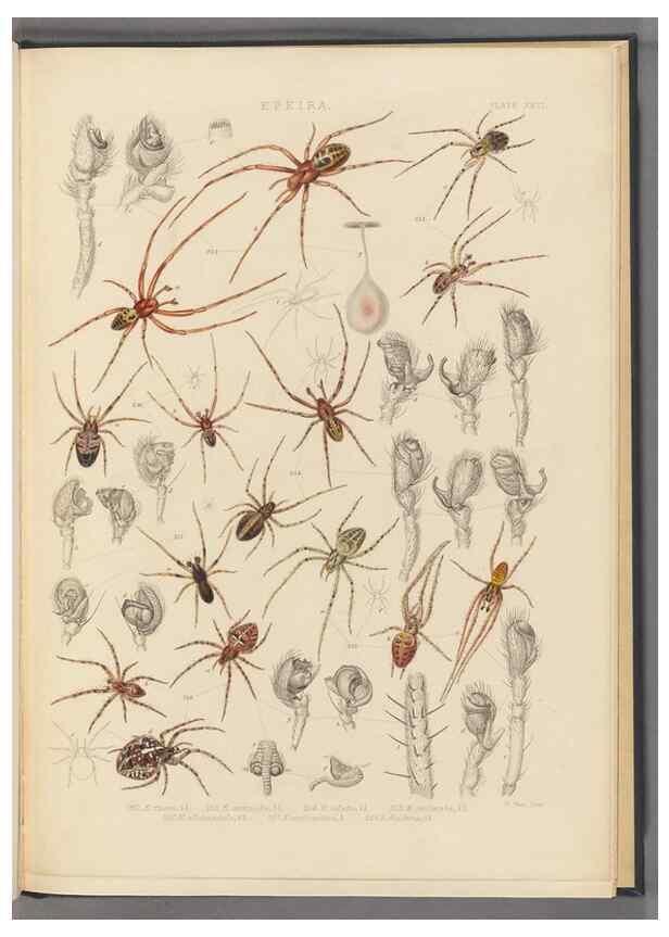 Reproducción/Reproduction 49642889283: A history of the spiders of Great Britain and Ireland /. London :Published for the Ray Society by Robert Hardwicke,1861-1864.. 