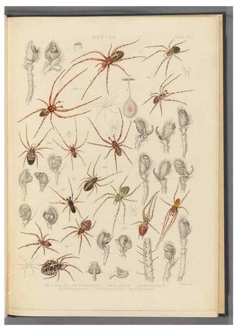 Reproducción/Reproduction 49642889283: A history of the spiders of Great Britain and Ireland /. London :Published for the Ray Society by Robert Hardwicke,1861-1864.. 
