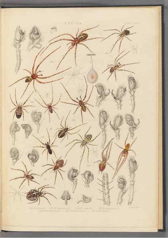 Reproducción/Reproduction 49642889283: A history of the spiders of Great Britain and Ireland /. London :Published for the Ray Society by Robert Hardwicke,1861-1864.. 