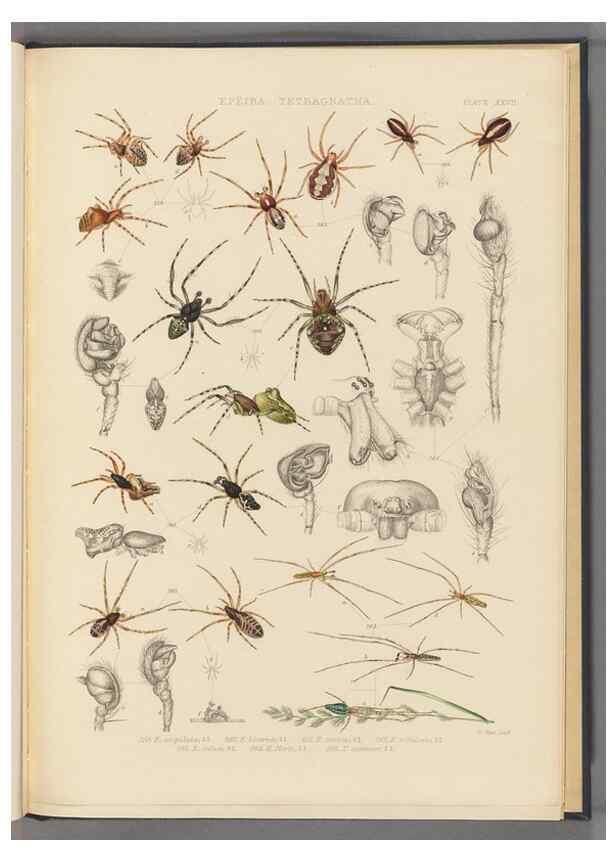 Reproducción/Reproduction 49643416496: A history of the spiders of Great Britain and Ireland /. London :Published for the Ray Society by Robert Hardwicke,1861-1864.. 