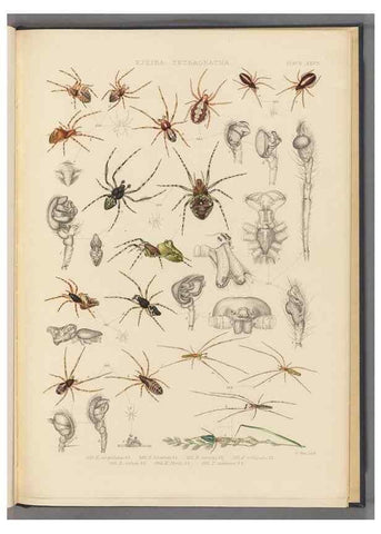 Reproducción/Reproduction 49643416496: A history of the spiders of Great Britain and Ireland /. London :Published for the Ray Society by Robert Hardwicke,1861-1864.. 