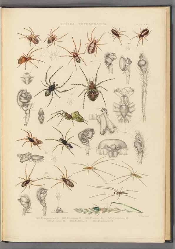 Reproducción/Reproduction 49643416496: A history of the spiders of Great Britain and Ireland /. London :Published for the Ray Society by Robert Hardwicke,1861-1864.. 