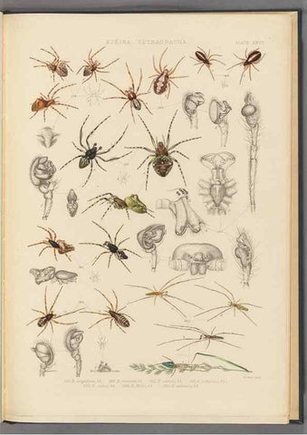 Reproducción/Reproduction 49643416496: A history of the spiders of Great Britain and Ireland /. London :Published for the Ray Society by Robert Hardwicke,1861-1864.. 