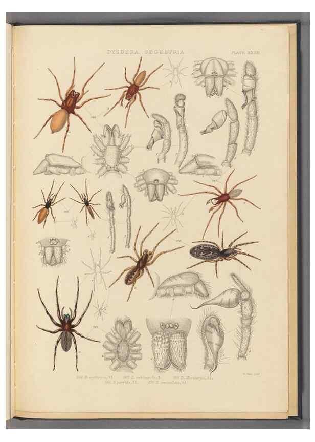 Reproducción/Reproduction 49643691587: A history of the spiders of Great Britain and Ireland /. London :Published for the Ray Society by Robert Hardwicke,1861-1864.. 