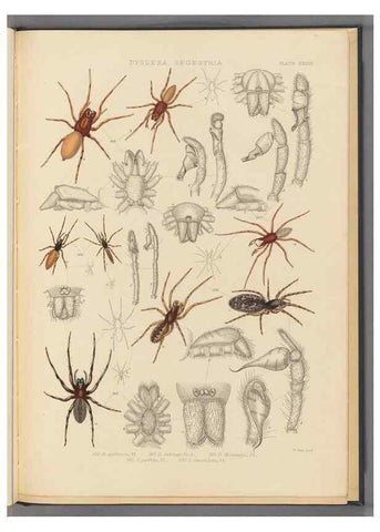 Reproducción/Reproduction 49643691587: A history of the spiders of Great Britain and Ireland /. London :Published for the Ray Society by Robert Hardwicke,1861-1864.. 