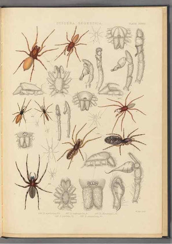 Reproducción/Reproduction 49643691587: A history of the spiders of Great Britain and Ireland /. London :Published for the Ray Society by Robert Hardwicke,1861-1864.. 