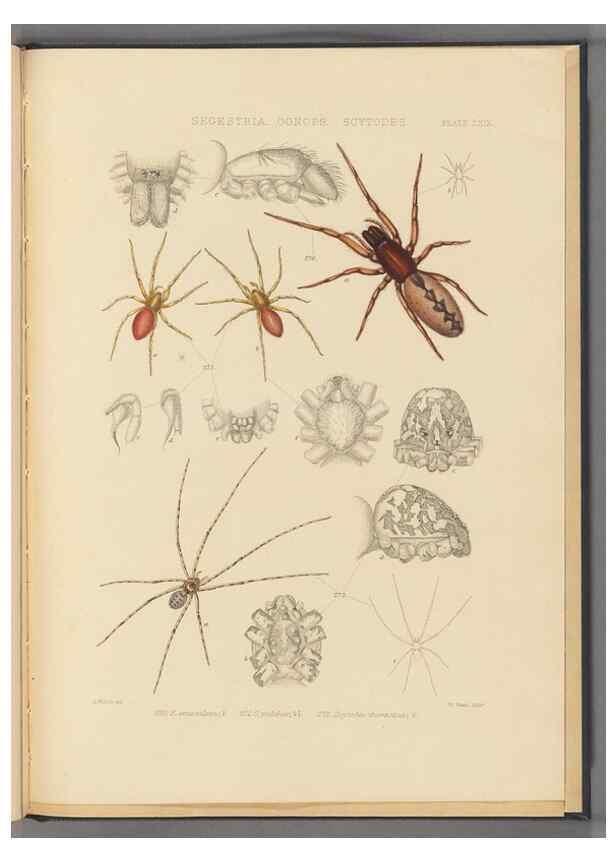 Reproducción/Reproduction 49642889743: A history of the spiders of Great Britain and Ireland /. London :Published for the Ray Society by Robert Hardwicke,1861-1864.. 