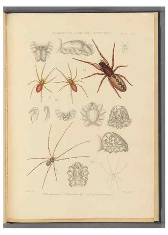 Reproducción/Reproduction 49642889743: A history of the spiders of Great Britain and Ireland /. London :Published for the Ray Society by Robert Hardwicke,1861-1864.. 