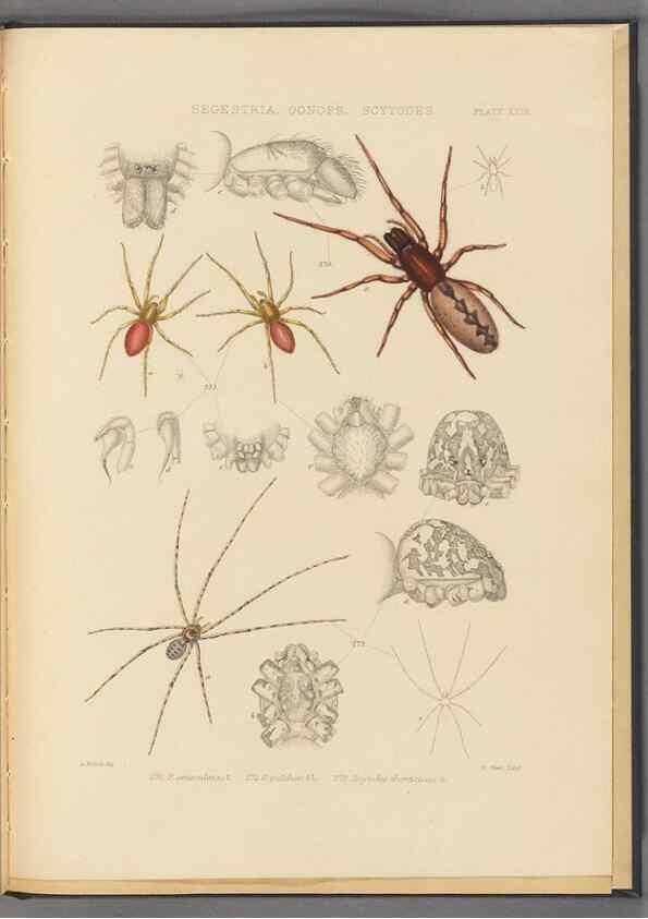Reproducción/Reproduction 49642889743: A history of the spiders of Great Britain and Ireland /. London :Published for the Ray Society by Robert Hardwicke,1861-1864.. 