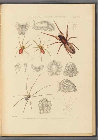 Reproducción/Reproduction 49642889743: A history of the spiders of Great Britain and Ireland /. London :Published for the Ray Society by Robert Hardwicke,1861-1864.. 