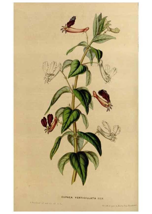 Reproducción/Reproduction 49643735717: Flore des serres et des jardins de l'Europe. A Gand :chez Louis van Houtte, eÌditeur,1845-1880.. 