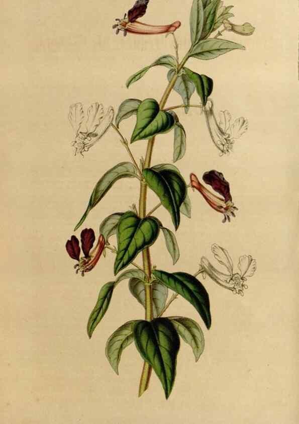 Reproducción/Reproduction 49643735717: Flore des serres et des jardins de l'Europe. A Gand :chez Louis van Houtte, eÌditeur,1845-1880.. 