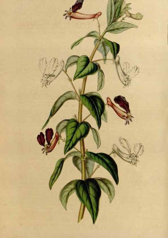 Reproducción/Reproduction 49643735717: Flore des serres et des jardins de l'Europe. A Gand :chez Louis van Houtte, eÌditeur,1845-1880.. 