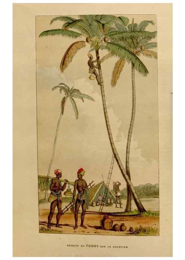 Reproducción/Reproduction 49642932703: Flore des serres et des jardins de l'Europe. A Gand :chez Louis van Houtte, eÌditeur,1845-1880.. 