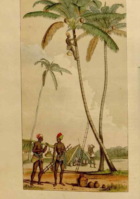Reproducción/Reproduction 49642932703: Flore des serres et des jardins de l'Europe. A Gand :chez Louis van Houtte, eÌditeur,1845-1880.. 