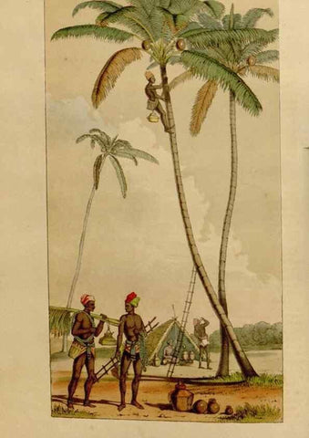 Reproducción/Reproduction 49642932703: Flore des serres et des jardins de l'Europe. A Gand :chez Louis van Houtte, eÌditeur,1845-1880.. 