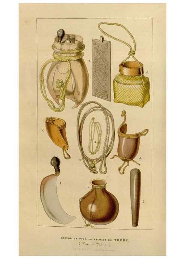 Reproducción/Reproduction 49643736572: Flore des serres et des jardins de l'Europe. A Gand :chez Louis van Houtte, eÌditeur,1845-1880.. 