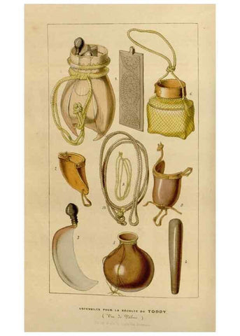 Reproducción/Reproduction 49643736572: Flore des serres et des jardins de l'Europe. A Gand :chez Louis van Houtte, eÌditeur,1845-1880.. 