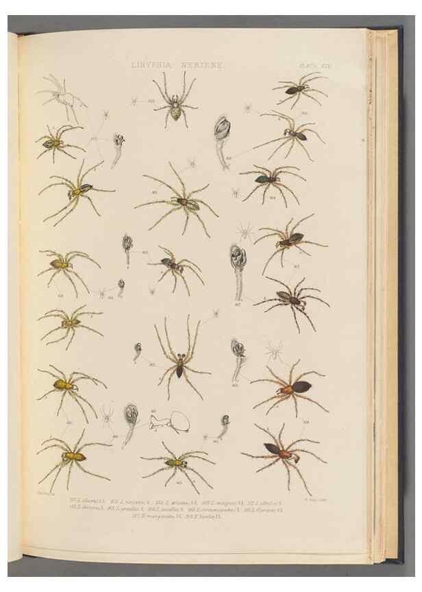 Reproducción/Reproduction 49643415016: A history of the spiders of Great Britain and Ireland /. London :Published for the Ray Society by Robert Hardwicke,1861-1864.. 