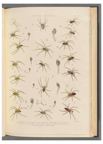 Reproducción/Reproduction 49643415016: A history of the spiders of Great Britain and Ireland /. London :Published for the Ray Society by Robert Hardwicke,1861-1864.. 