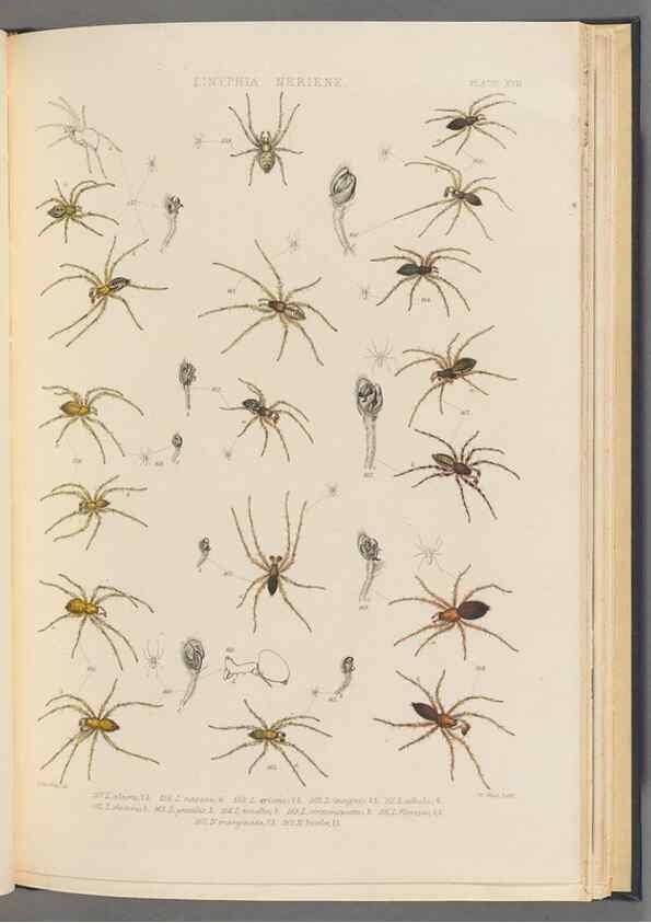 Reproducción/Reproduction 49643415016: A history of the spiders of Great Britain and Ireland /. London :Published for the Ray Society by Robert Hardwicke,1861-1864.. 
