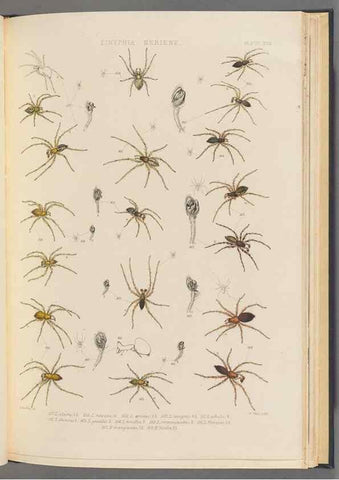 Reproducción/Reproduction 49643415016: A history of the spiders of Great Britain and Ireland /. London :Published for the Ray Society by Robert Hardwicke,1861-1864.. 