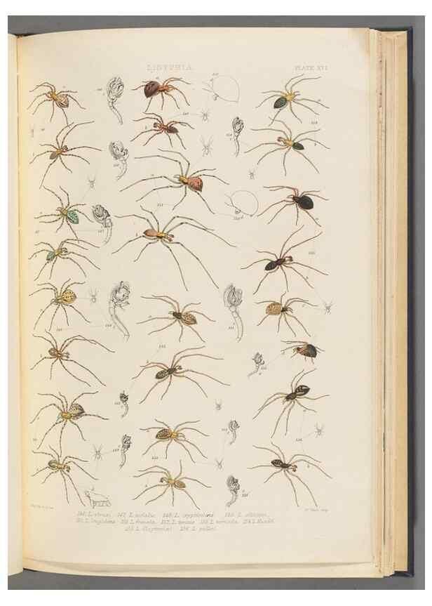 Reproducción/Reproduction 49643414756: A history of the spiders of Great Britain and Ireland /. London :Published for the Ray Society by Robert Hardwicke,1861-1864.. 