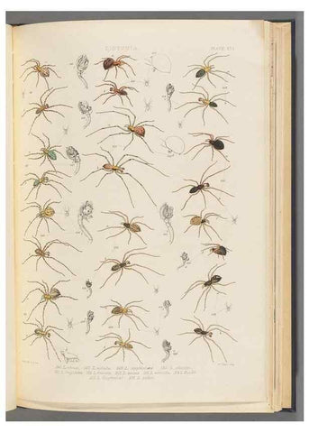 Reproducción/Reproduction 49643414756: A history of the spiders of Great Britain and Ireland /. London :Published for the Ray Society by Robert Hardwicke,1861-1864.. 