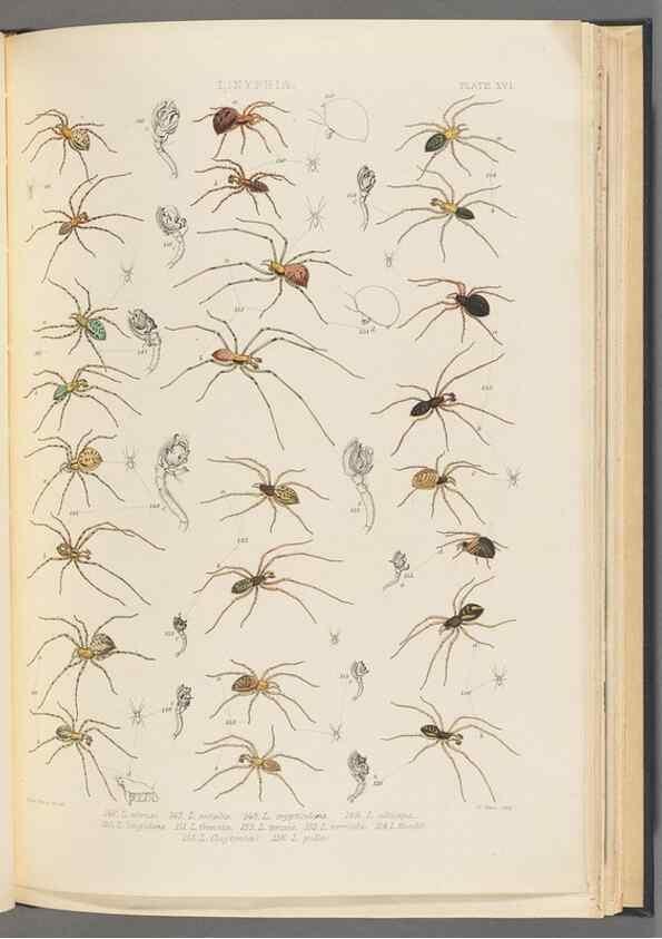 Reproducción/Reproduction 49643414756: A history of the spiders of Great Britain and Ireland /. London :Published for the Ray Society by Robert Hardwicke,1861-1864.. 