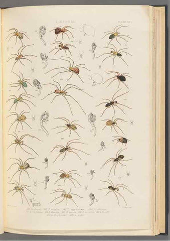 Reproducción/Reproduction 49643414756: A history of the spiders of Great Britain and Ireland /. London :Published for the Ray Society by Robert Hardwicke,1861-1864.. 