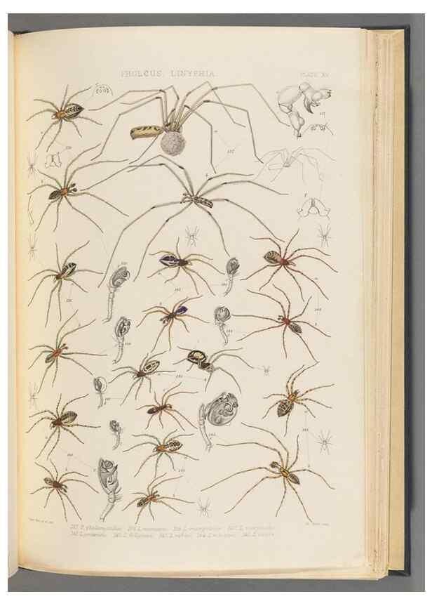 Reproducción/Reproduction 49642887448: A history of the spiders of Great Britain and Ireland /. London :Published for the Ray Society by Robert Hardwicke,1861-1864.. 