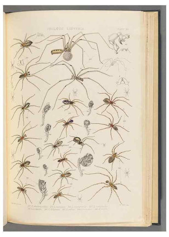Reproducción/Reproduction 49642887448: A history of the spiders of Great Britain and Ireland /. London :Published for the Ray Society by Robert Hardwicke,1861-1864.. 