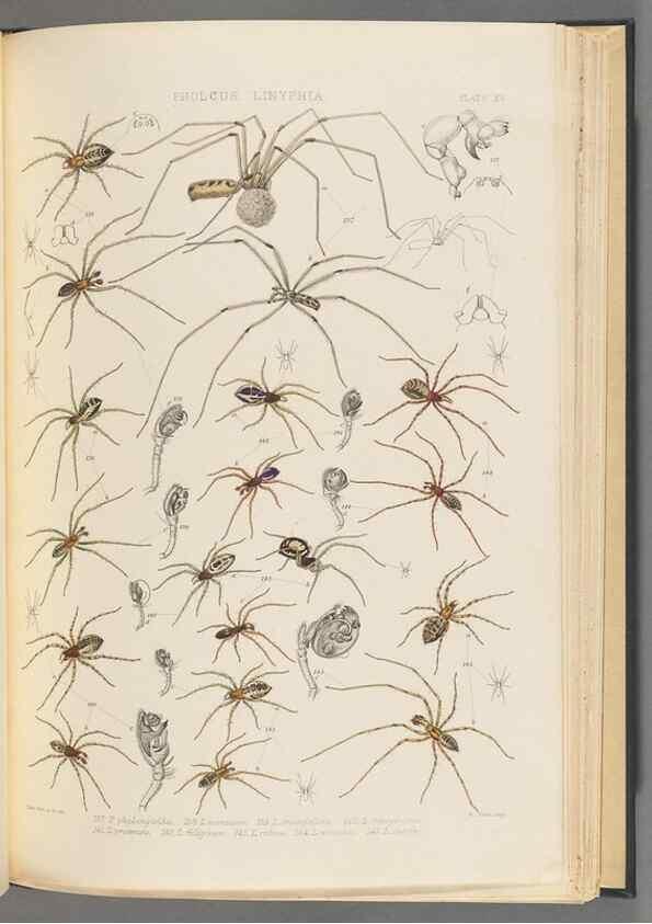 Reproducción/Reproduction 49642887448: A history of the spiders of Great Britain and Ireland /. London :Published for the Ray Society by Robert Hardwicke,1861-1864.. 