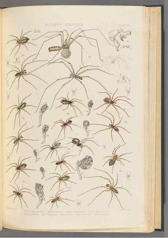 Reproducción/Reproduction 49642887448: A history of the spiders of Great Britain and Ireland /. London :Published for the Ray Society by Robert Hardwicke,1861-1864.. 