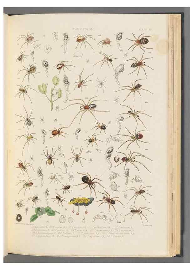 Reproducción/Reproduction 49642887238: A history of the spiders of Great Britain and Ireland /. London :Published for the Ray Society by Robert Hardwicke,1861-1864.. 