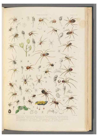 Reproducción/Reproduction 49642887238: A history of the spiders of Great Britain and Ireland /. London :Published for the Ray Society by Robert Hardwicke,1861-1864.. 
