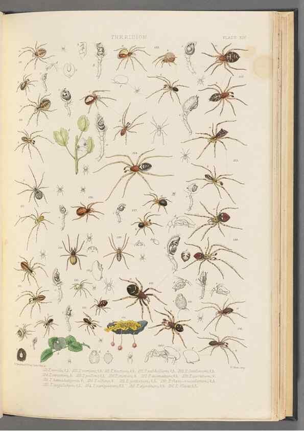 Reproducción/Reproduction 49642887238: A history of the spiders of Great Britain and Ireland /. London :Published for the Ray Society by Robert Hardwicke,1861-1864.. 
