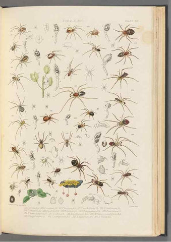 Reproducción/Reproduction 49642887238: A history of the spiders of Great Britain and Ireland /. London :Published for the Ray Society by Robert Hardwicke,1861-1864.. 