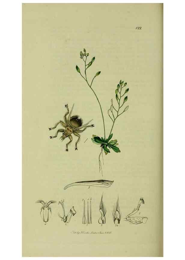 Reproducción/Reproduction 49640429783: British entomology :. London,Printed for the author,1823-1840 [i.e. 1840].. 