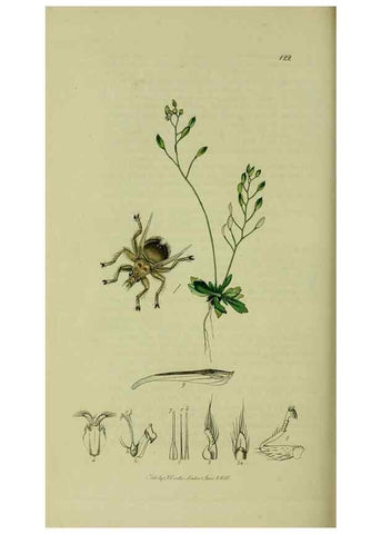 Reproducción/Reproduction 49640429783: British entomology :. London,Printed for the author,1823-1840 [i.e. 1840].. 