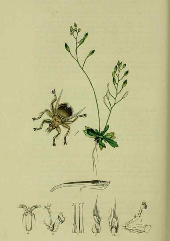 Reproducción/Reproduction 49640429783: British entomology :. London,Printed for the author,1823-1840 [i.e. 1840].. 