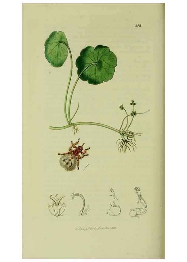 Reproducción/Reproduction 49640430118: British entomology :. London,Printed for the author,1823-1840 [i.e. 1840].. 