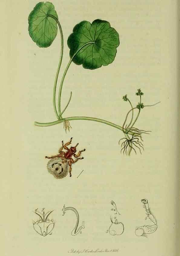 Reproducción/Reproduction 49640430118: British entomology :. London,Printed for the author,1823-1840 [i.e. 1840].. 