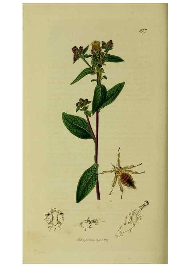Reproducción/Reproduction 49641228012: British entomology :. London,Printed for the author,1823-1840 [i.e. 1840].. 