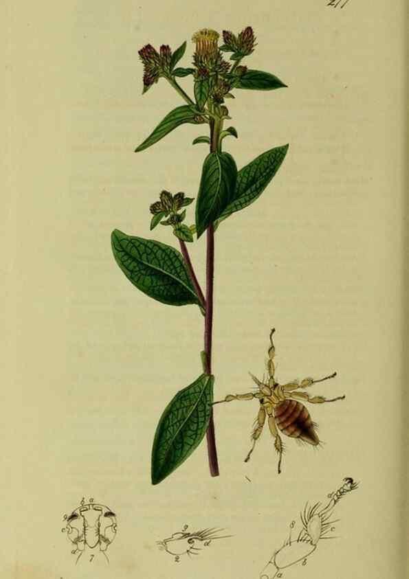 Reproducción/Reproduction 49641228012: British entomology :. London,Printed for the author,1823-1840 [i.e. 1840].. 