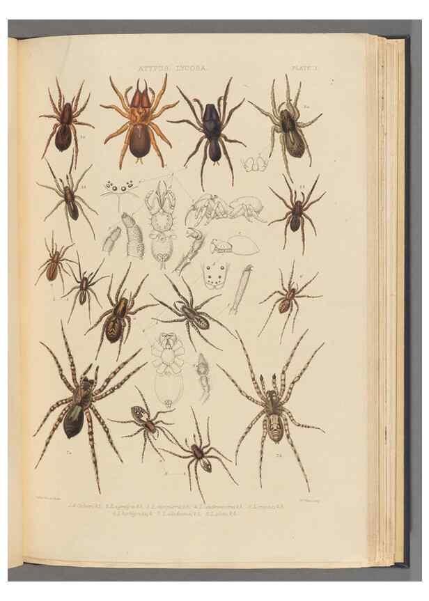 Reproducción/Reproduction 49643687187: A history of the spiders of Great Britain and Ireland /. London :Published for the Ray Society by Robert Hardwicke,1861-1864.. 